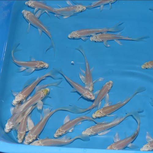Cyprinus carpio   Koi sluier wit 6-8 cm